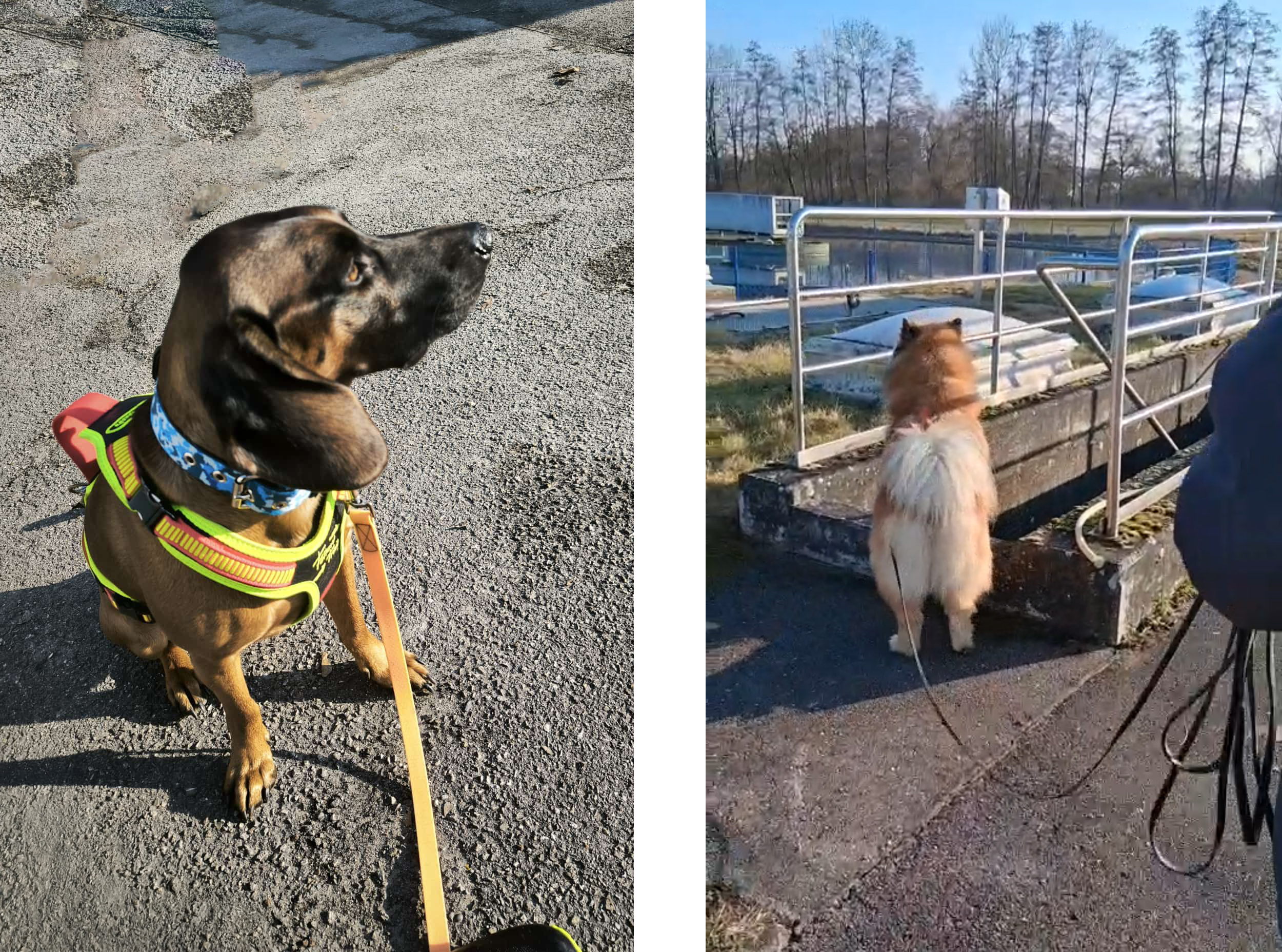 Warten und orientieren - Suchhunde bei der Arbeit